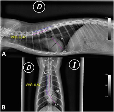 Cardiac Radiographic Measurements in Ferrets Using the OsiriX MD Programme